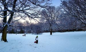 Sledging time in Brincliffe Park, Sheffield